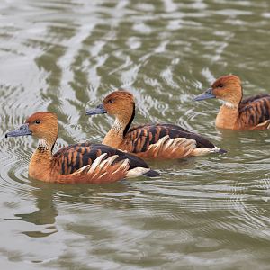 Fulvous Whistling Ducks / Watatunga / 27-11-22
