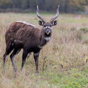 Sitatunga / Watatunga / 27-11-22
