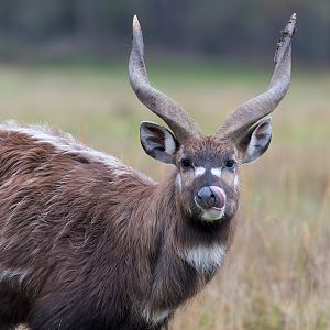 Sitatunga / Watatunga / 27-11-22
