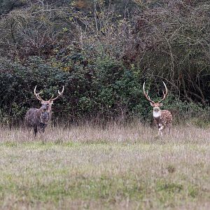 Axis and Manchurian Sika Deer Stags / Watatunga / 27-11-22