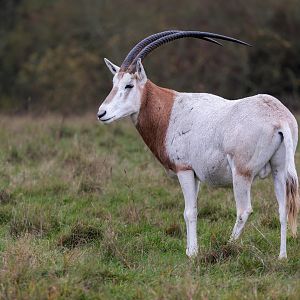 Scimitar-horned Oryx / Watatunga / 27-11-22