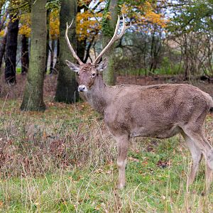 White-lipped Deer / Watatunga / 27-11-22