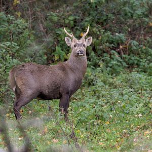 Hog Deer Prickett / Watatunga / 27-11-22