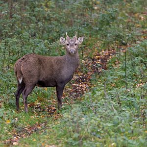 Hog Deer / Watatunga / 27-11-22