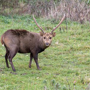 Hog Deer Stag / Watatunga / 27-11-22