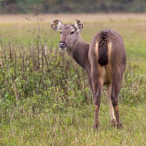 Malayan Samba Seer / Watatunga / 27-11-22