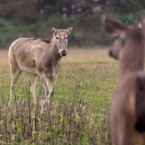 Père David's Deer / Watatunga / 27-11-22
