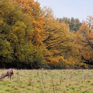 Mayalan Sambar / Watatunga / 27-2-11