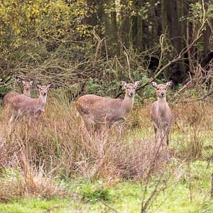 Axis Deer (Chital) / Watatunga / 27-2-11
