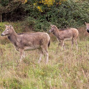 Père David's Deer / Watatunga / 27-2-11