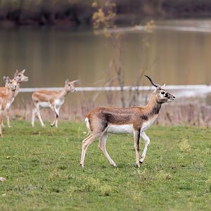 Blackbuck / Watatunga / 27-2-11