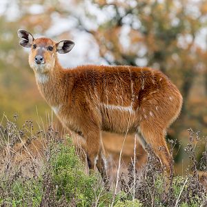 Sitatunga / Watatunga / 27-2-11