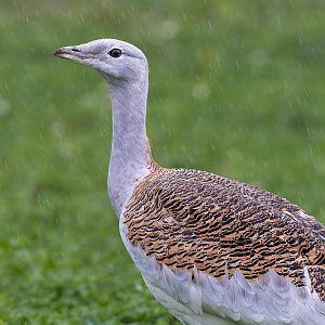 Great Bustard (M) / Watatunga / 27-11-22
