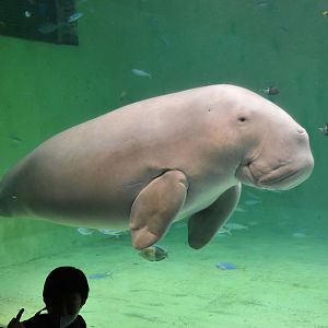 Dugong (Dugong dugon)