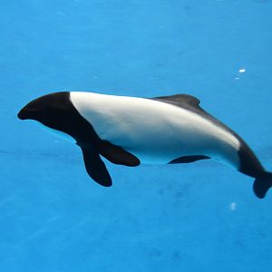 Commerson's dolphin (Cephalorhynchus commersonii)