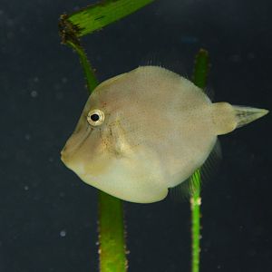 Japanese inflator filefish (Brachaluteres ulvarum)