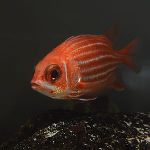 North Pacific squirrelfish (Sargocentron spinosissimum)