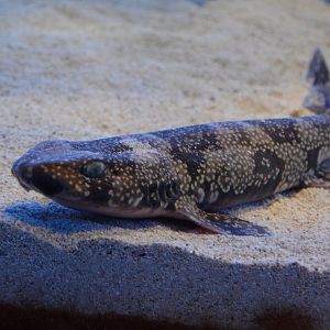 Izu catshark (Scyliorhinus torazame 'tokubee')
