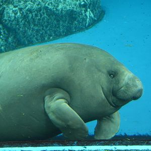 West African manatee (Trichechus senegalensis)