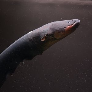 Vari's electric eel (Electrophorus varii)