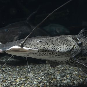 Firewood catfish (Sorubimichthys planiceps)
