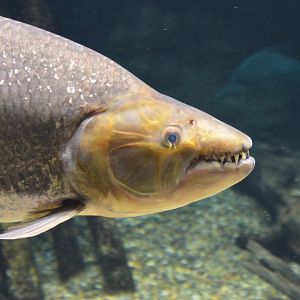 Goliath tigerfish (Hydrocynus goliath)