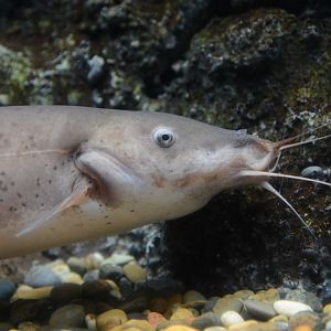 Electric catfish (Malapterurus cf. electricus)