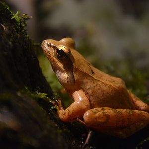 Neba's brown frog (Rana neba)