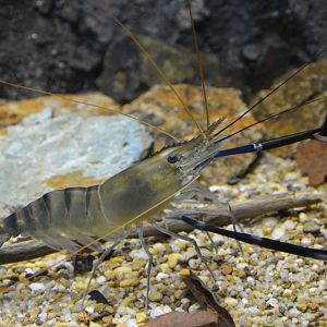 Giant river prawn (Macrobrachium rosenbergii)