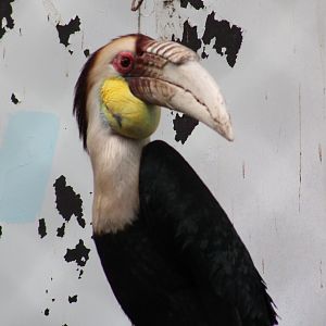 Wreathed hornbill - male