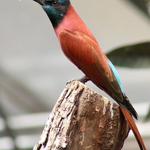 Northern carmine bee-eater