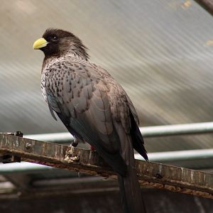 Western plantain-eater