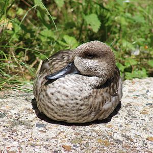 Marbled teal