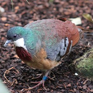 Mindanao bleeding-heart