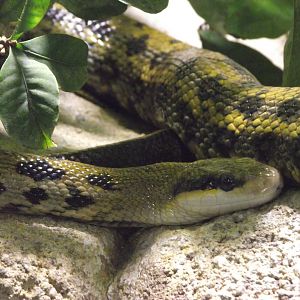 Beauty Snake - Zooparc de Beauval - 11/2021