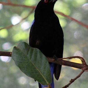 Fairy bluebird