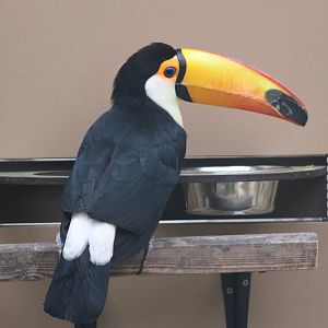 Toco toucan