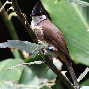Red-whiskered bulbul