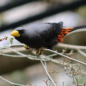 Grosbeak starling