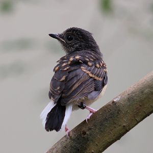 Juvenile White-rumped shama