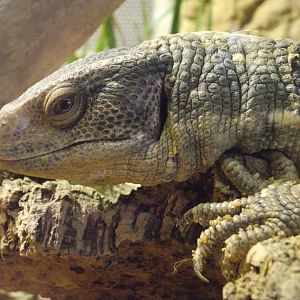 Savanna Monitor - Zooparc de Beauval - 07/2020