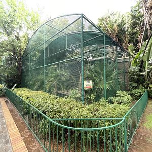 L'Hoest's Monkey Enclosure (Cercopithecus lhoesti)