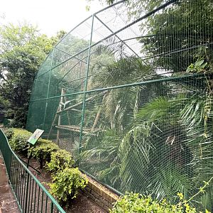 DeBrazza's Monkey Enclosure (Cercopithecus neglectus)