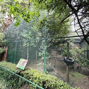 Red-tailed Guenon Enclosure ( Cercopithecus ascanius)