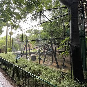 Diana Monkey Enclosure (Cercopithecus diana)