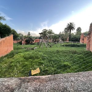 Chimpanzee Enclosure (Pan troglodytes)