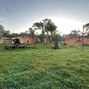 Chimpanzee Enclosure (Pan troglodytes)