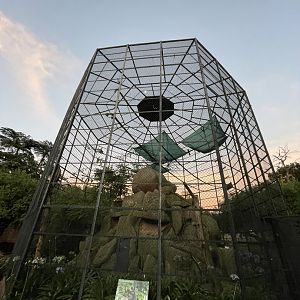 Buff-cheeked Gibbon Enclosure (Nomascus gabriellae)