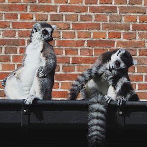 Ring-tailed lemurs (Lemur catta), 2022-04-12