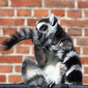 Ring-tailed lemur (Lemur catta), 2022-04-12